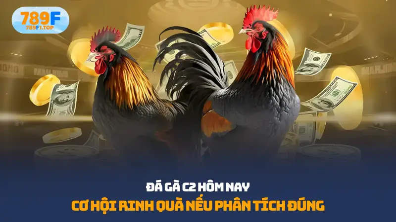 Đá gà c2 hôm nay