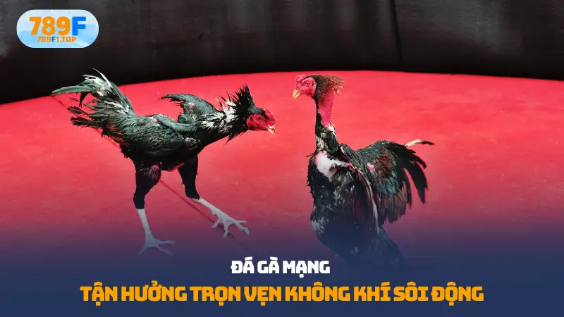 Đá gà mạng