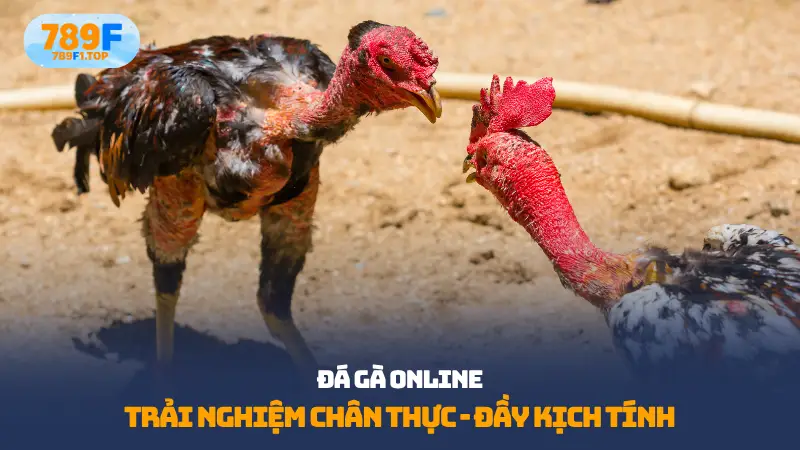 Đá gà online