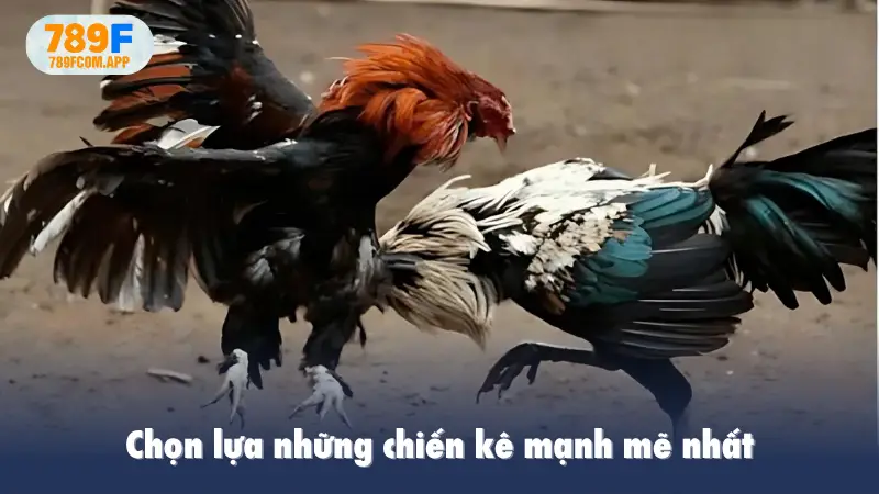 Khái quát về thể loại đấu chiến kê trực tuyến